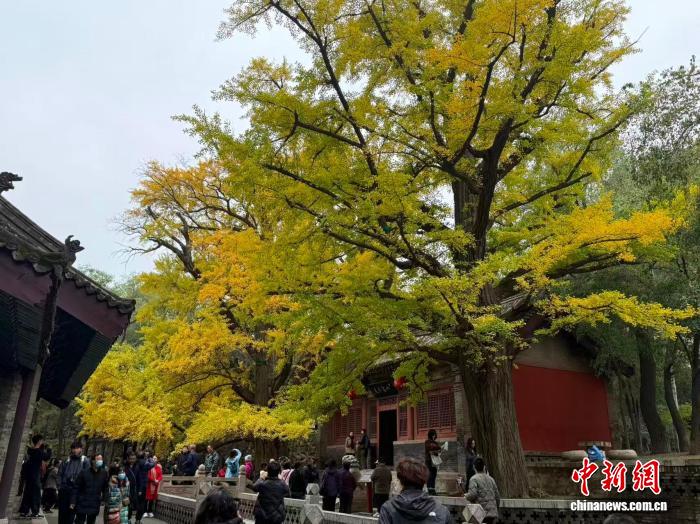 五百年连理银杏披“金甲” 晋祠秋色迎最佳观赏期