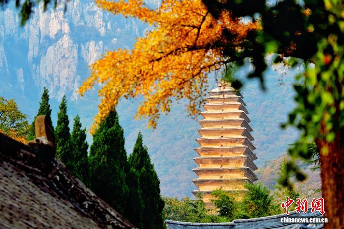 河南登封：嵩山古树披金 古建熠熠生辉