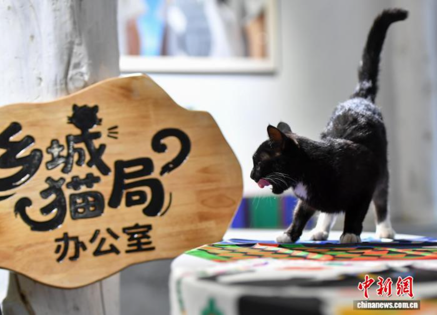 2025乡城白色灌礼文化周回顾：高原城市蹚出文旅发展新路