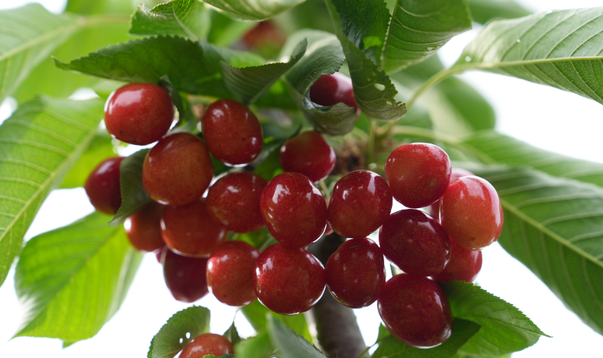 潍坊临朐：“三色沃土”绘彩铺展振兴画卷  三色如何“染”活产业链？临朐农产交出振兴答卷